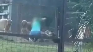 Ministério Público vai investigar caso de cachorro agredido em creche para pets em MS