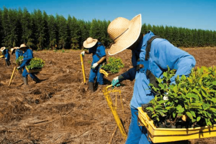 No Mato Grosso do Sul produtores de eucalipto têm novos prazos para regularizar cadastros