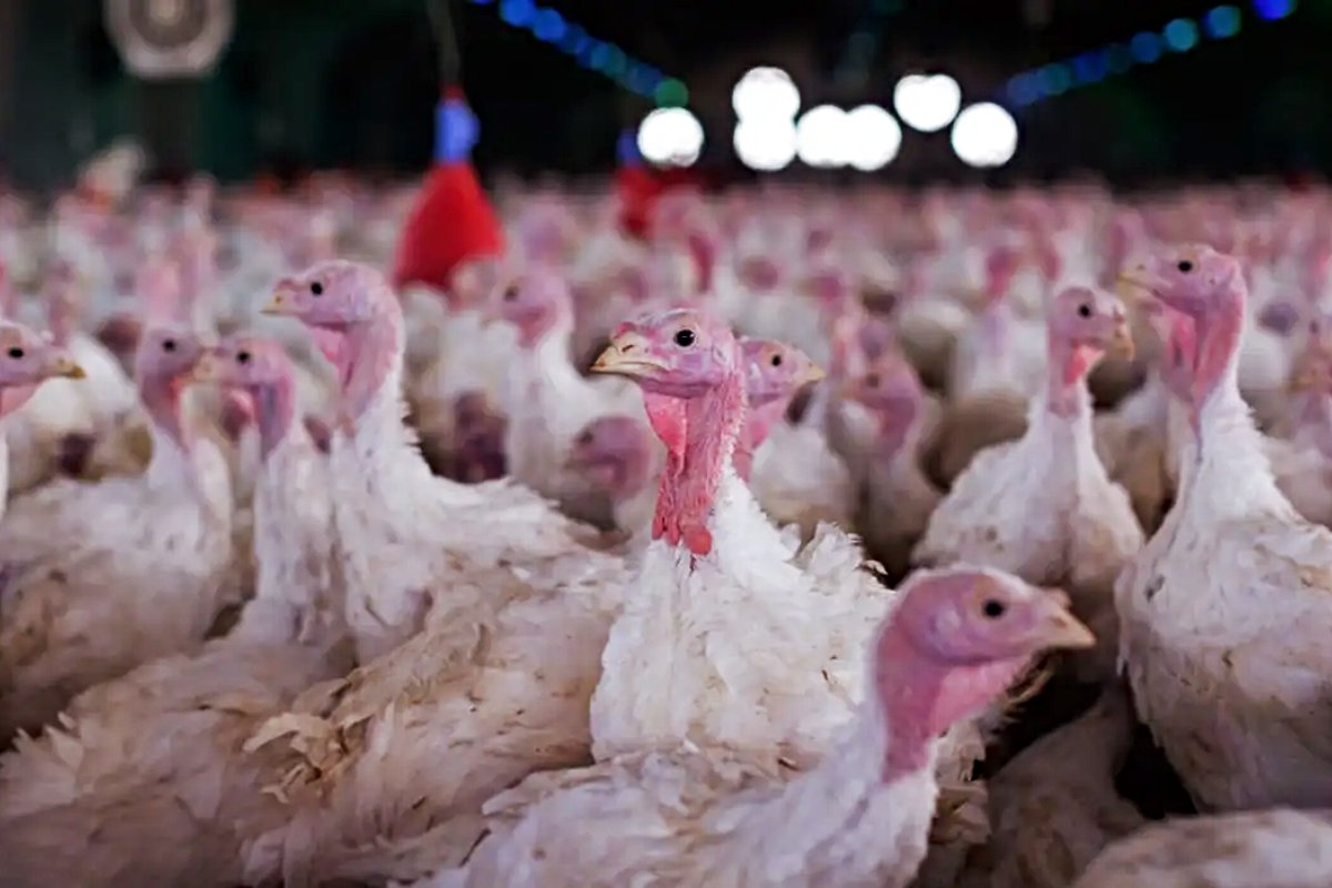 Doença grave é registrada em granja brasileira e exportações são barradas pela China, México e Chile