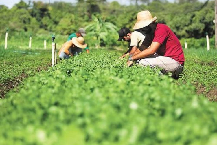 Governo do Estado destina R$ 3,1 milhões à compra de alimentos da agricultura familiar