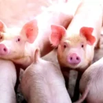 Suinocultura de MS aposta na Rota Bioceânica para incrementar vendas para a Ásia