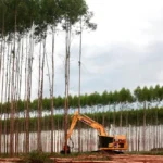 MS Florestal inicia colheita da sua primeira área no Estado
