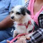 Brasilândia institui Política Municipal de Posse Responsável e cria programa “Cidade Segura, Animal Protegido”