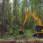 Suzano abre 77 vagas de trainee para o setor florestal em 4 cidades de MS