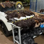 VÍDEO: Receita apreende quase R$ 1 milhão em cabelo humano que saiu da fronteira de MS 